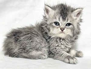 Eladó  hosszú  szőrű Selkirk Rex kisfíú cica baba.