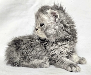 Eladó  hosszú  szőrű Selkirk Rex kisfíú cica baba. - kép 6