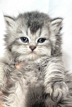 Eladó  hosszú  szőrű Selkirk Rex kisfíú cica baba. - kép 3