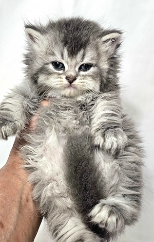 Eladó  hosszú  szőrű Selkirk Rex kisfíú cica baba. - kép 5
