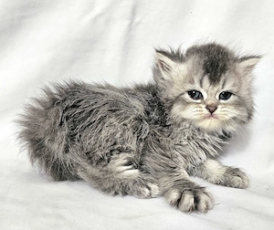 Eladó  hosszú  szőrű Selkirk Rex kisfíú cica baba. - kép 4