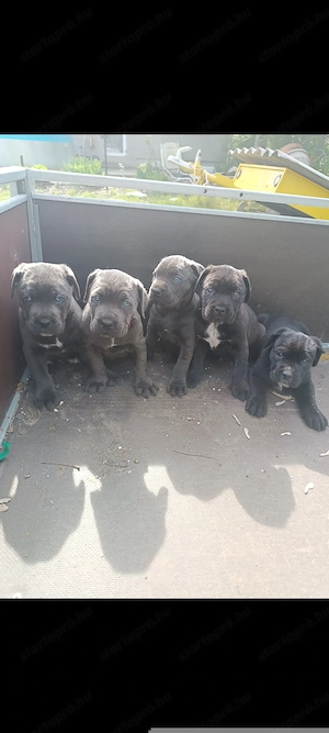 Cane corso kiskutyák eladók 