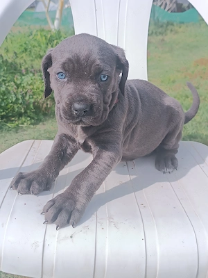 Cane corso kiskutyák eladók  - kép 3