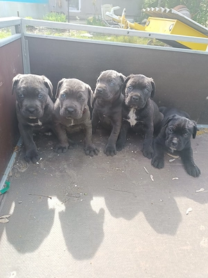 Cane corso kiskutyák eladók  - kép 6