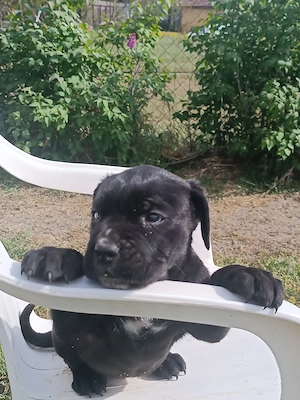 Cane corso kiskutyák eladók  - kép 4
