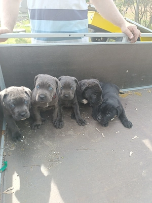 Cane corso kiskutyák eladók  - kép 7