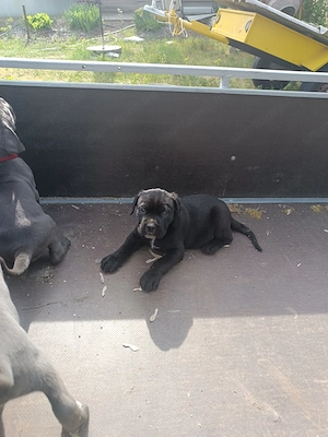 Cane corso kiskutyák eladók  - kép 2