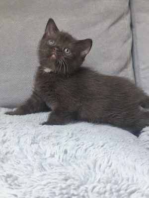 Csokoládé brit rövid szőrű kiskandúr foglalható  - kép 5