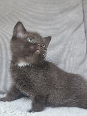 Csokoládé brit rövid szőrű kiskandúr foglalható  - kép 2