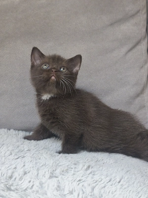 Csokoládé brit rövid szőrű kiskandúr foglalható  - kép 3