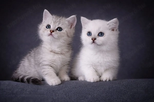 eladó brit rövidszőrű gyönyörű kiscicák