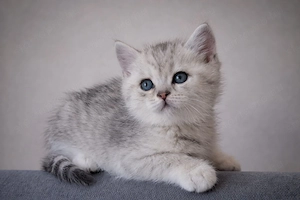 eladó brit rövidszőrű gyönyörű kiscicák - kép 3