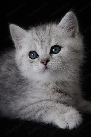 eladó brit rövidszőrű gyönyörű kiscicák - kép 2