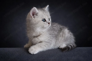 eladó brit rövidszőrű gyönyörű kiscicák - kép 4