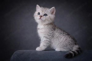 eladó brit rövidszőrű gyönyörű kiscicák - kép 6