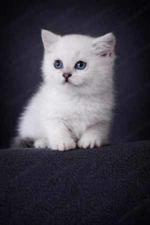 eladó brit rövidszőrű gyönyörű kiscicák - kép 9