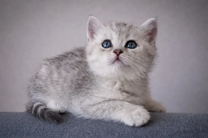 eladó brit rövidszőrű gyönyörű kiscicák - kép 7