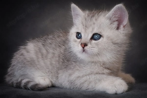 eladó brit rövidszőrű gyönyörű kiscicák - kép 5