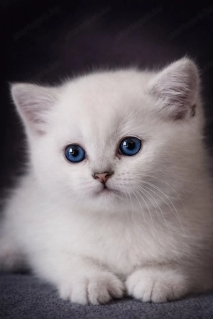 eladó brit rövidszőrű gyönyörű kiscicák - kép 8