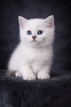 eladó brit rövidszőrű gyönyörű kiscicák - kép 12