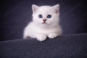 eladó brit rövidszőrű gyönyörű kiscicák - kép 11