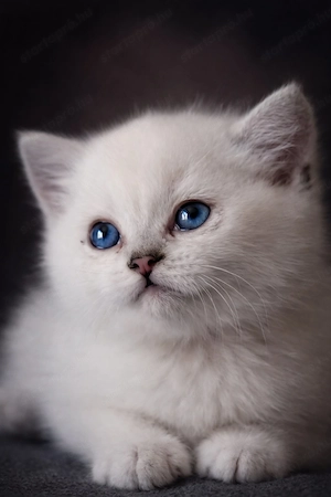 eladó brit rövidszőrű gyönyörű kiscicák - kép 14