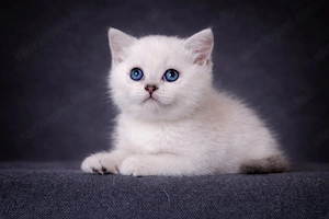 eladó brit rövidszőrű gyönyörű kiscicák - kép 13