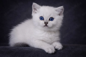 eladó brit rövidszőrű gyönyörű kiscicák - kép 10