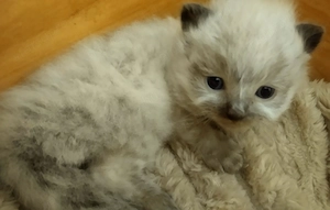 Ragdoll kandúr foglalható 2026.03.28. - kép 5