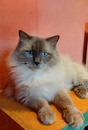 Ragdoll kandúr foglalható 2026.03.28. - kép 2