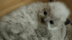 Ragdoll kandúr foglalható 2026.03.28. - kép 4