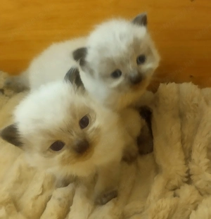 2026.03.28.-án Született Ragdoll kiscicák!