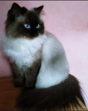 Ragdoll kandúr foglalható 2026.03.28. - kép 10