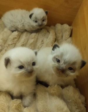 Ragdoll kandúr foglalható 2026.03.28. - kép 7
