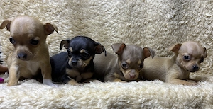 Csivava baba kuyusok - kép 4