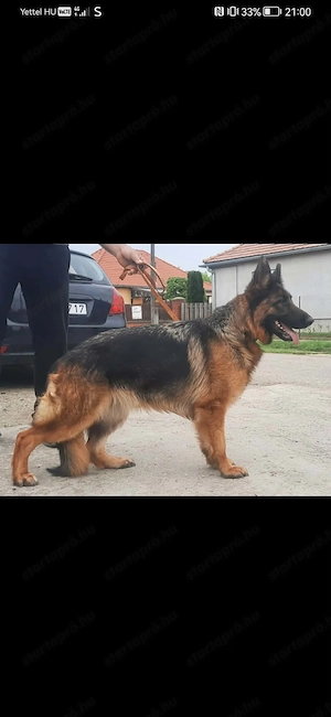 Német juhász fajtatiszta kis kutyák eladók németjuhász  - kép 2