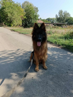 Német juhász fajtatiszta kis kutyák eladók németjuhász  - kép 3