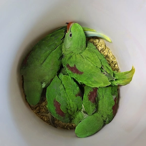 Nagysándor kék hordozó kézzel nevelt fiókák nagyon szelíd - kép 3