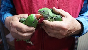 Nagysándor kék hordozó kézzel nevelt fiókák nagyon szelíd - kép 2