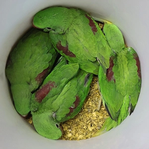 Nagysándor kék hordozó kézzel nevelt fiókák nagyon szelíd - kép 4