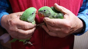 Nagysándor kék hordozó kézzel nevelt fiókák nagyon szelíd