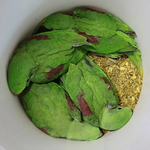 Nagysándor kék hordozó kézzel nevelt fiókák nagyon szelíd - kép 5