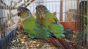 Két költő pár pyrrhura perlata perlata - kép 2