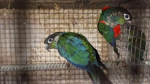 Két költő pár pyrrhura perlata perlata - kép 4