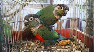 Két költő pár pyrrhura perlata perlata