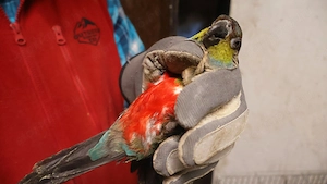 Két költő pár pyrrhura perlata perlata - kép 3