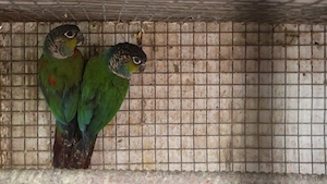 Két költő pár pyrrhura perlata perlata - kép 5