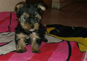 Yorki kiskutyák eladók  - kép 3