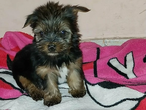 Yorki kiskutyák eladók  - kép 4