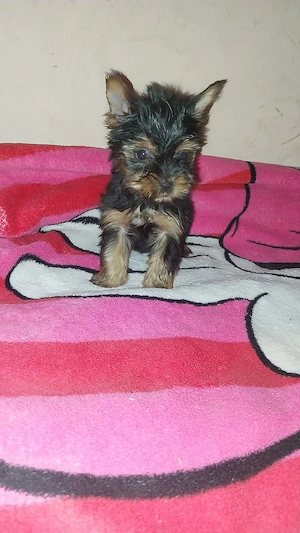 Yorki kiskutyák eladók  - kép 2